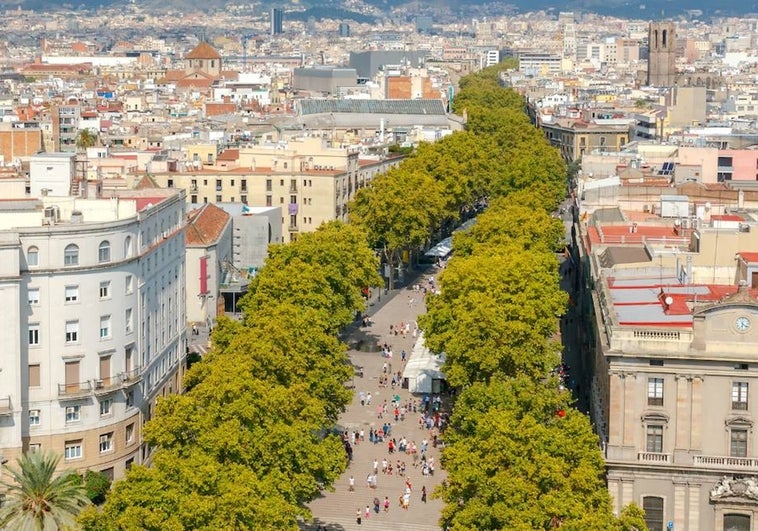 Plantar más árboles reduciría las muertes por exceso de calor urbano