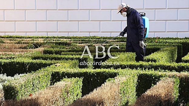 Trabajo en el jardín con forma de laberinto