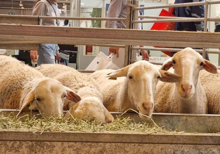 La viruela ovina y caprina, la enfermedad que tiene en jaque al sector ganadero de Castilla-La Mancha