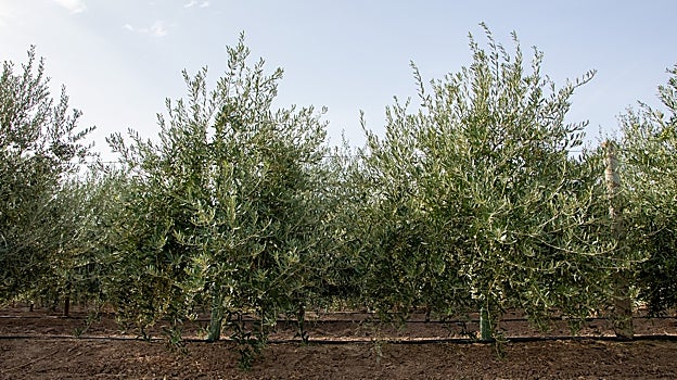 Árboles de la nueva variedad de aceituna