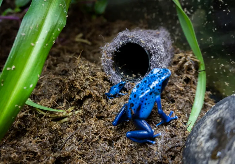 Bioparc Valencia reproduce con éxito la vistosa rana veneno azul