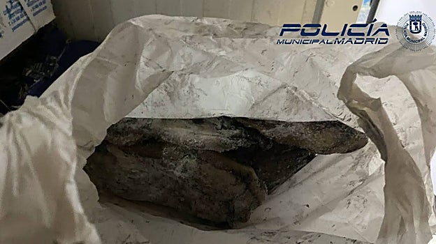 Una sepia congelada hallada en la nave de Usera