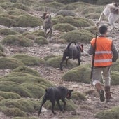 El sector cinegético respira aliviado al ceder Podemos y 'salvar' a los perros de caza de la Ley