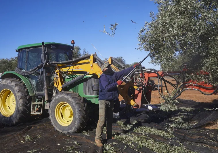 Oleada de robos en los olivares: la Comunidad de Madrid ayudará con 100 euros por hectárea a los agricultores