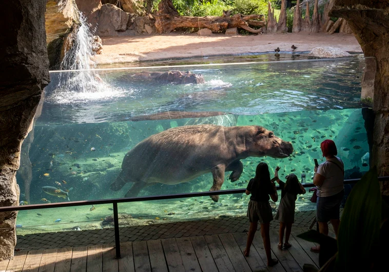 Bioparc Valencia celebra el Día del Hipopótamo, una especie fundamental en peligro de extinción