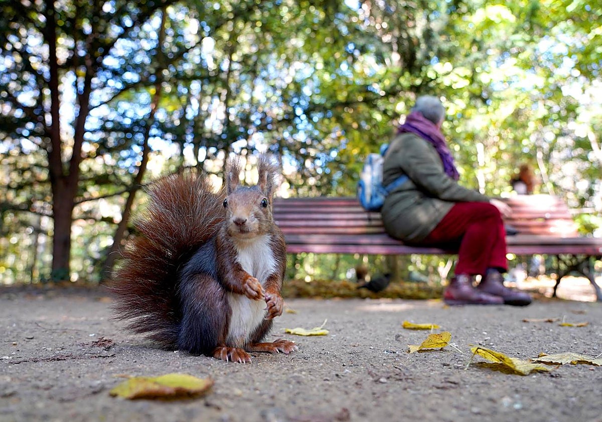 Campo Grande en Valladolid