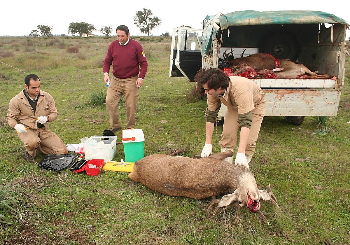 Necropsia realizada a un ciervo en Doñana hace años, durante un «alarmante» brote de tuberculosis bovina en varios vertebrados de este Parque Nacional