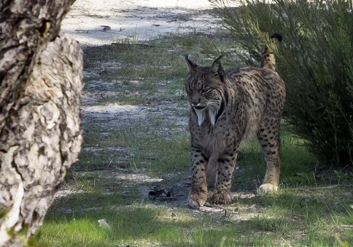 Imagen de archivo de un lince ibérico