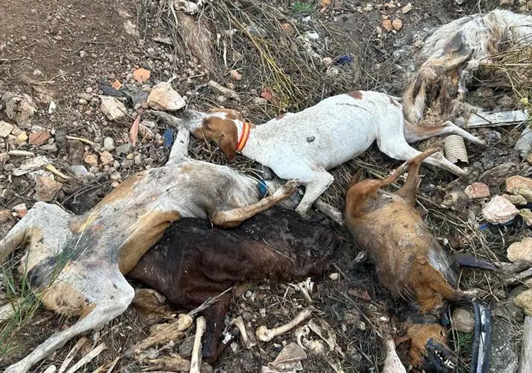 Aparece una fosa ilegal con numerosos animales muertos en el municipio albaceteño de Hellín
