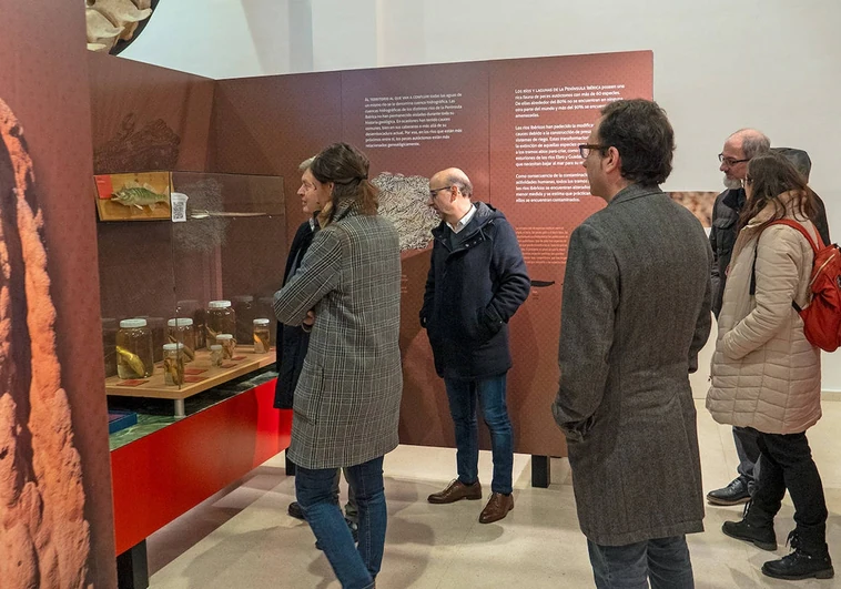 Una colección de corales, la nueva exposición del Museo de Ciencias Naturales de Los Yébenes