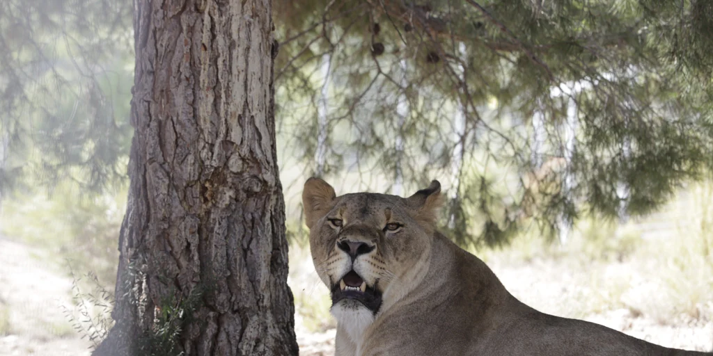 La milagrosa manada de leones reunida en Alicante con ejemplares salvados  de los bombardeos en Ucrania