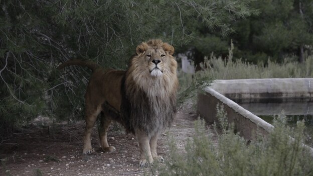 La milagrosa manada de leones reunida en Alicante con ejemplares salvados  de los bombardeos en Ucrania