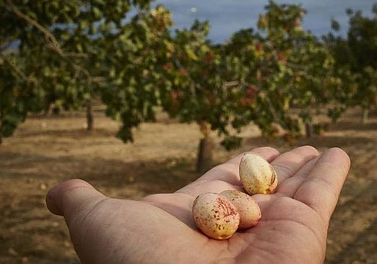Castilla-La Mancha apuesta por una IGP para el pistacho