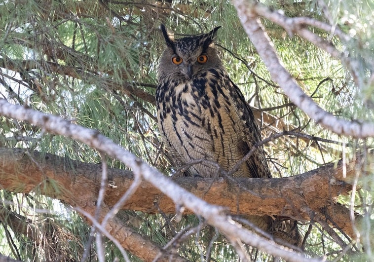 El Retiro tiene un nuevo rey: así se expande la biodiversidad urbana