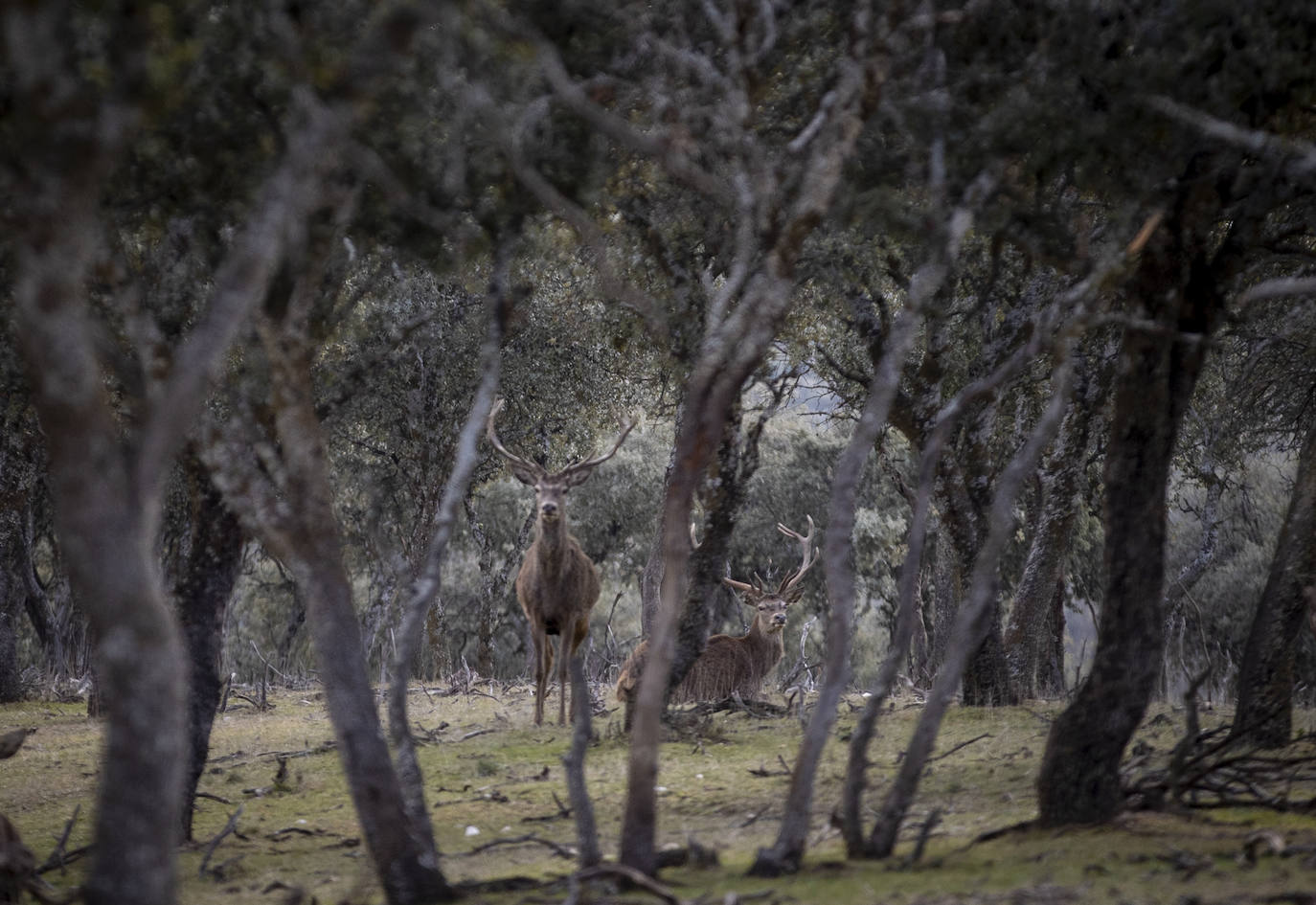 El Monte de El Pardo, un vergel en plena capital de España