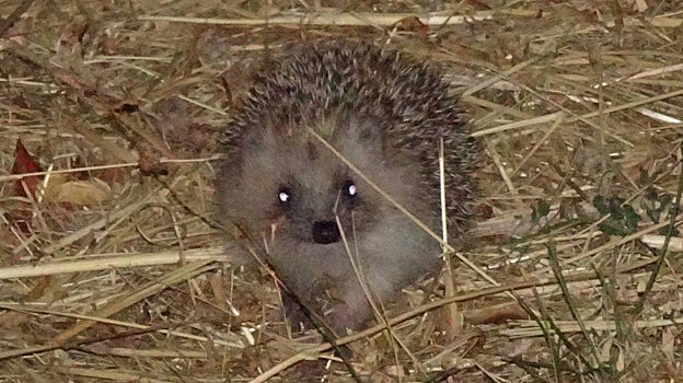 Un ejemplar de erizo
