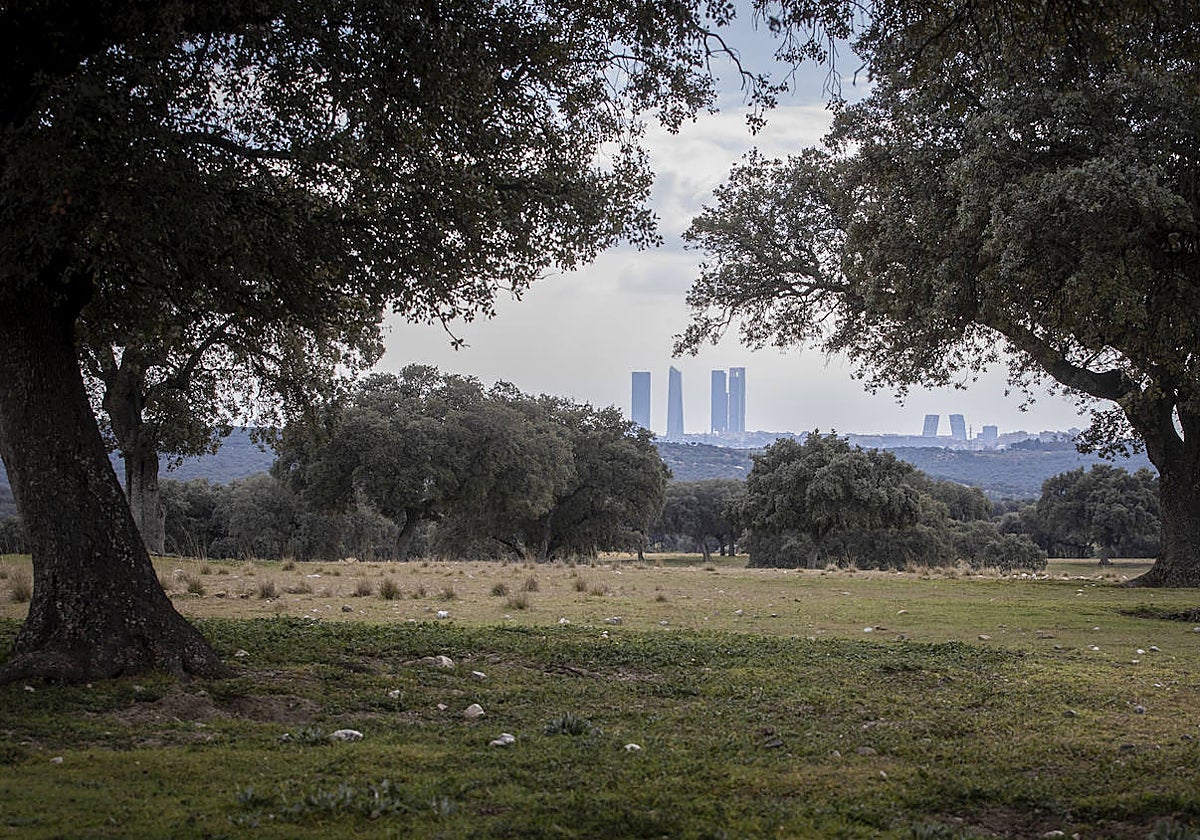 Las cuatro torres de la madrileña Plaza de Castilla, vistas desde el Monte de El Pardo