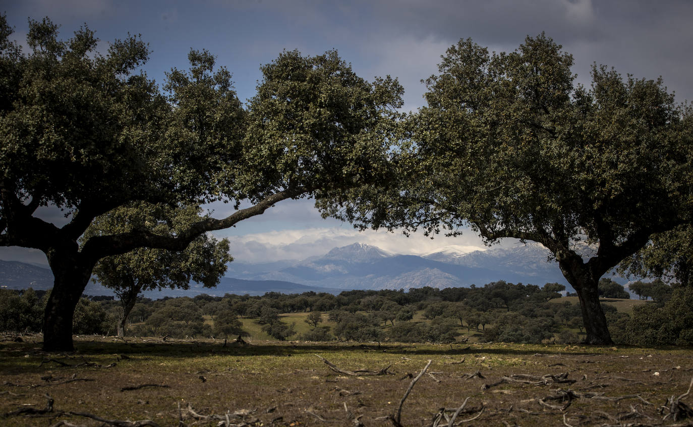 El Monte de El Pardo, un vergel en plena capital de España