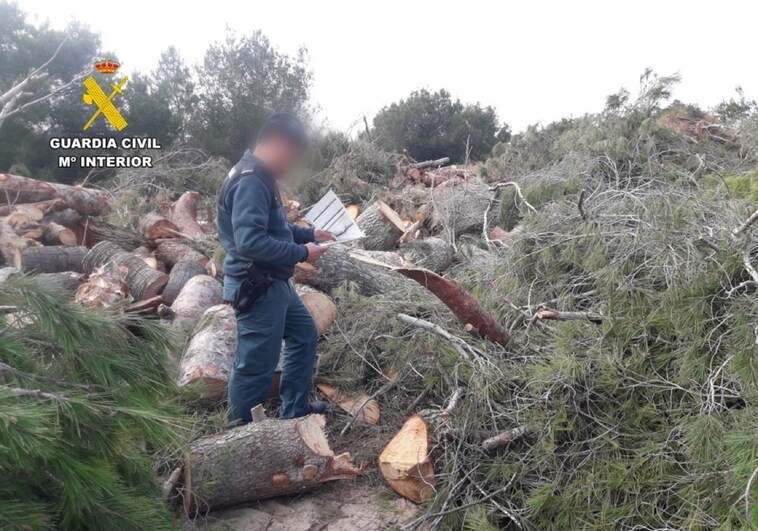 La Guardia Civil denuncia al encargado de un campo de golf de Orihuela por una tala ilegal de pinos