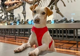 El perro Pipper, en el interior del Museo Nacional de Ciencias Naturales de Madrid