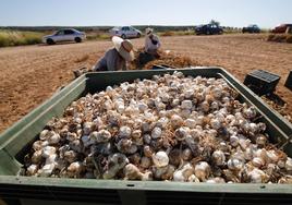 Agricultores del Genil-Cabra piden a la Confederación un «riego urgente» que evite «la ruina» de sus explotaciones