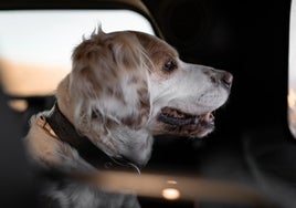 Le piden un año de cárcel por dejar a su perro encerrado en el coche a 42 grados en Jaén