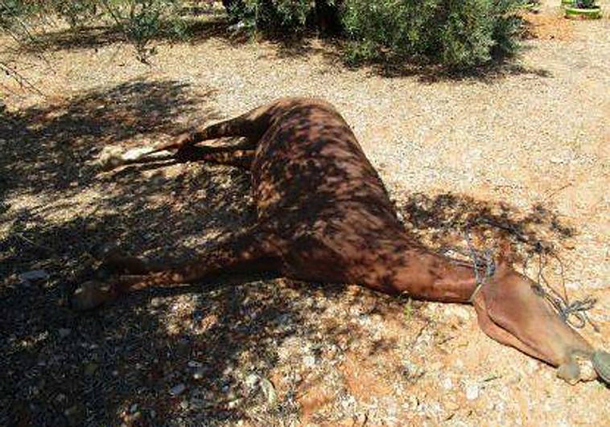 Imagen de uno de los animales muertos en estas explotaciones de la Campiña cordobesa
