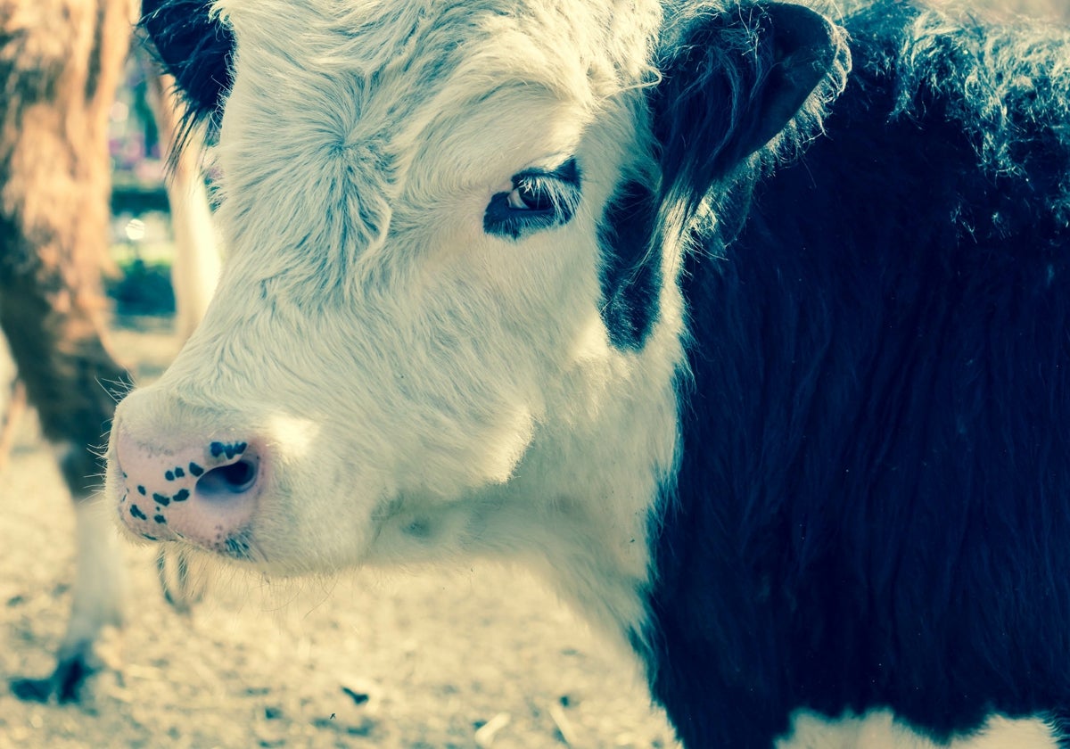 Un ejemplar de vaca 'oreo', la raza en la que han invertido dos ganaderos de Valladolid