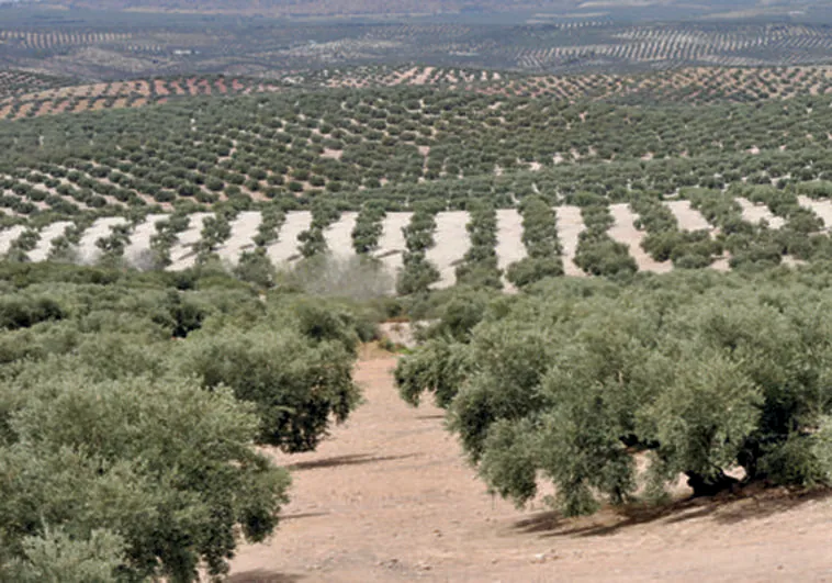 Castilla-La Mancha busca aumentar la rentabilidad del olivar que, con 450.000 hectáreas, ya supera al viñedo