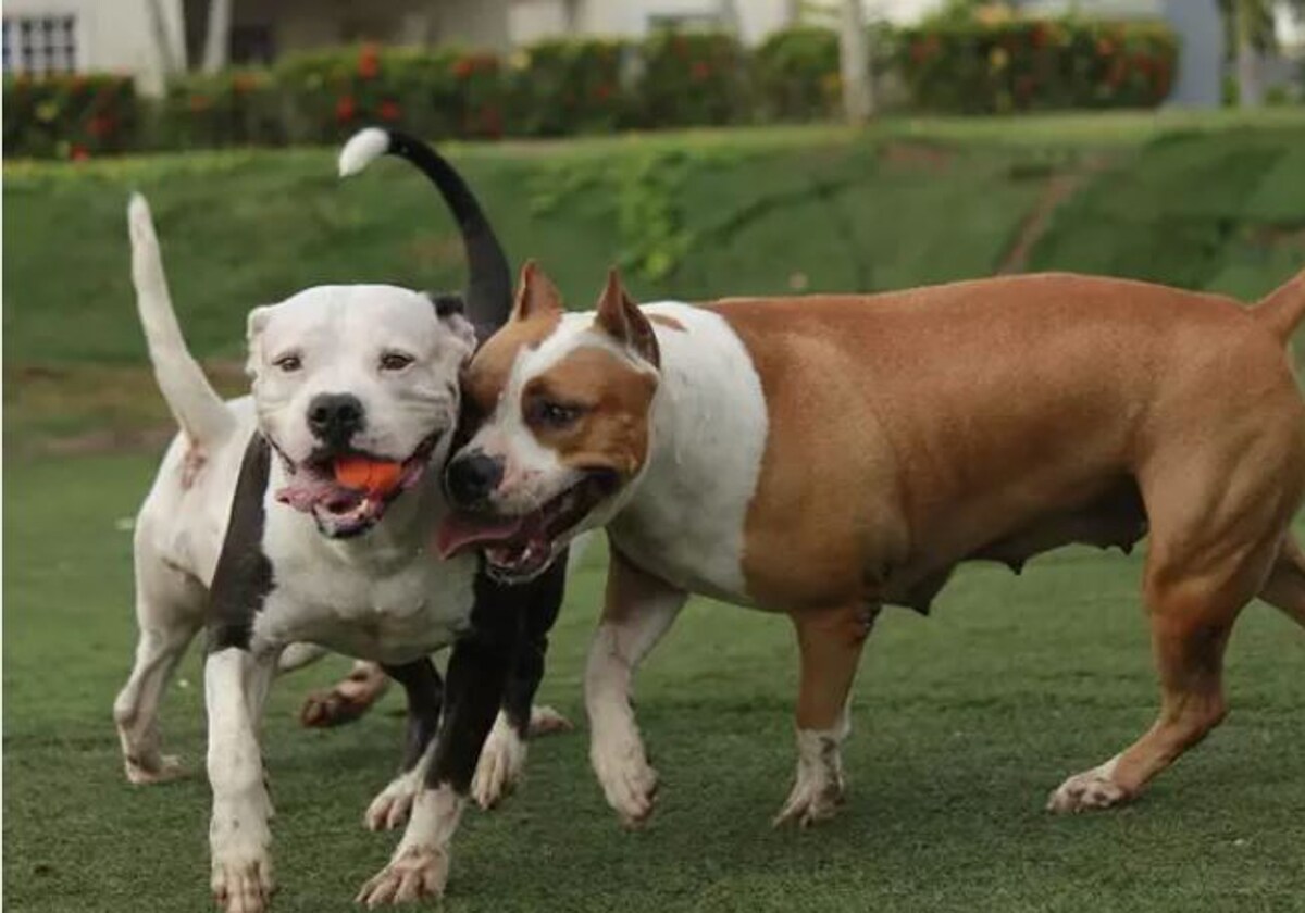 Dos ejemplares de raza pitbull, que engrosa la lista de aquellas con potencial de peligrosidad