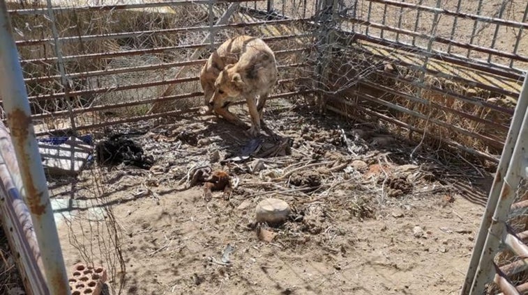 Van a rescatar tres perros abandonados en una finca de Orgaz y hallan una plantación de marihuana