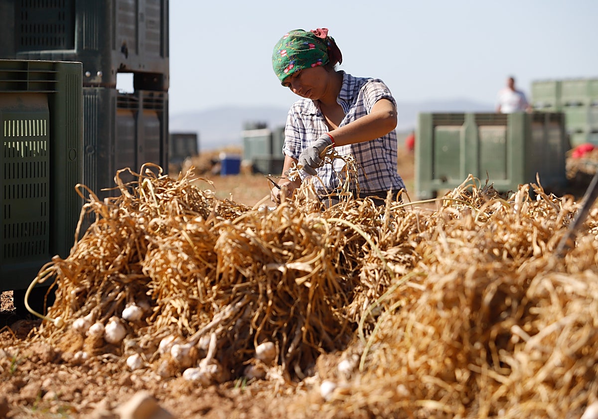 Una empleada de una finca de cultivo de ajo en Santaella