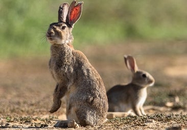 Más grandes, más voraces y trepadores: la plaga de conejos híbridos que arrasa los cultivos en España