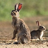 Más grandes, más voraces y trepadores: la plaga de conejos híbridos que arrasa los cultivos en España