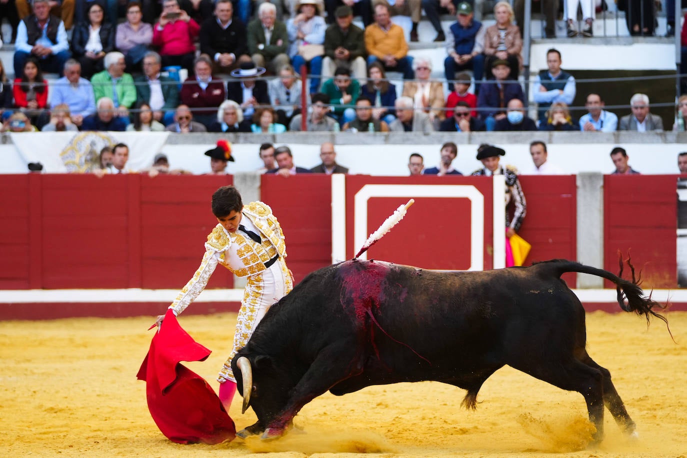 Toros | Las mejores imágenes del nuevo triunfo de Román en Pozoblanco
