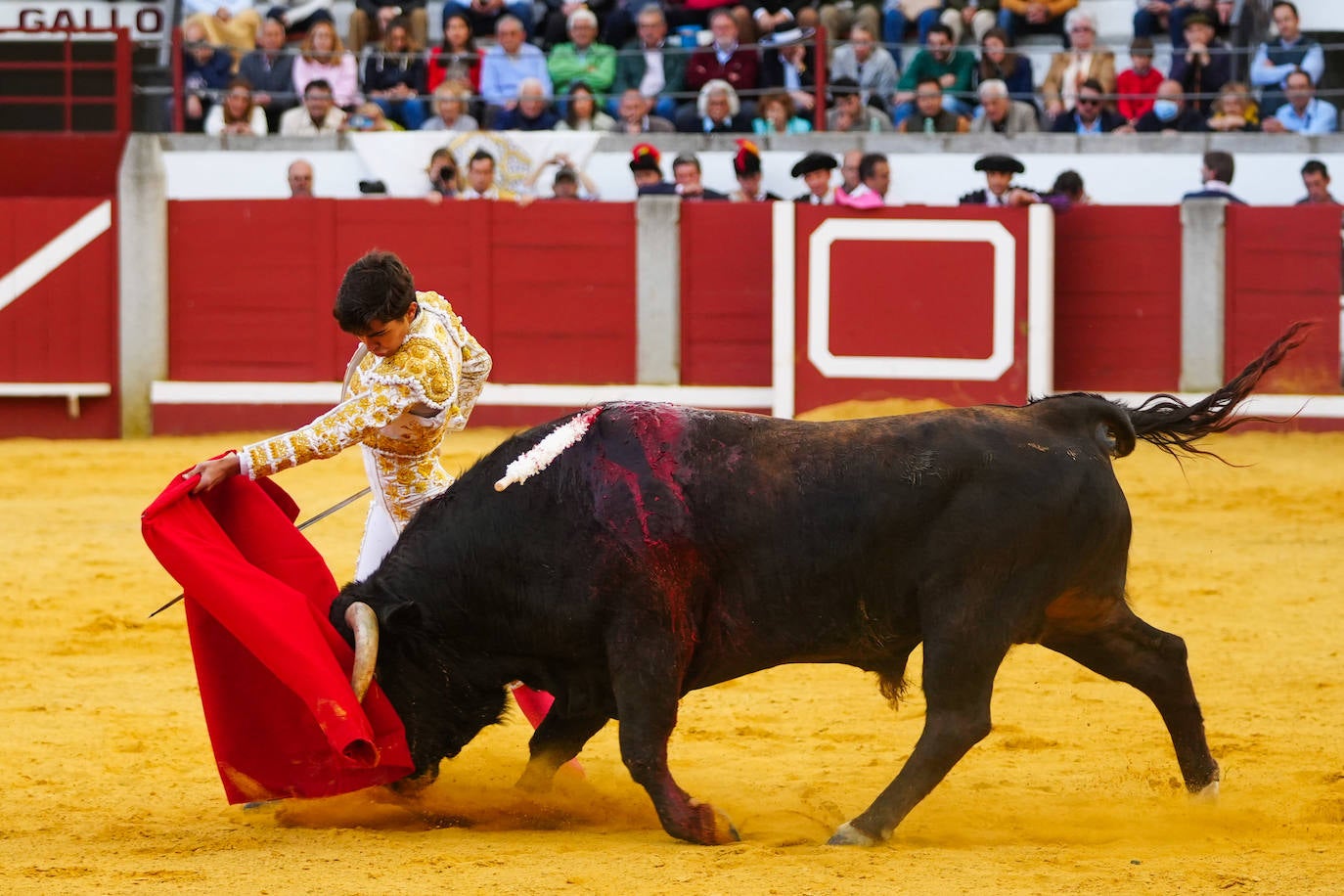 Toros | Las mejores imágenes del nuevo triunfo de Román en Pozoblanco