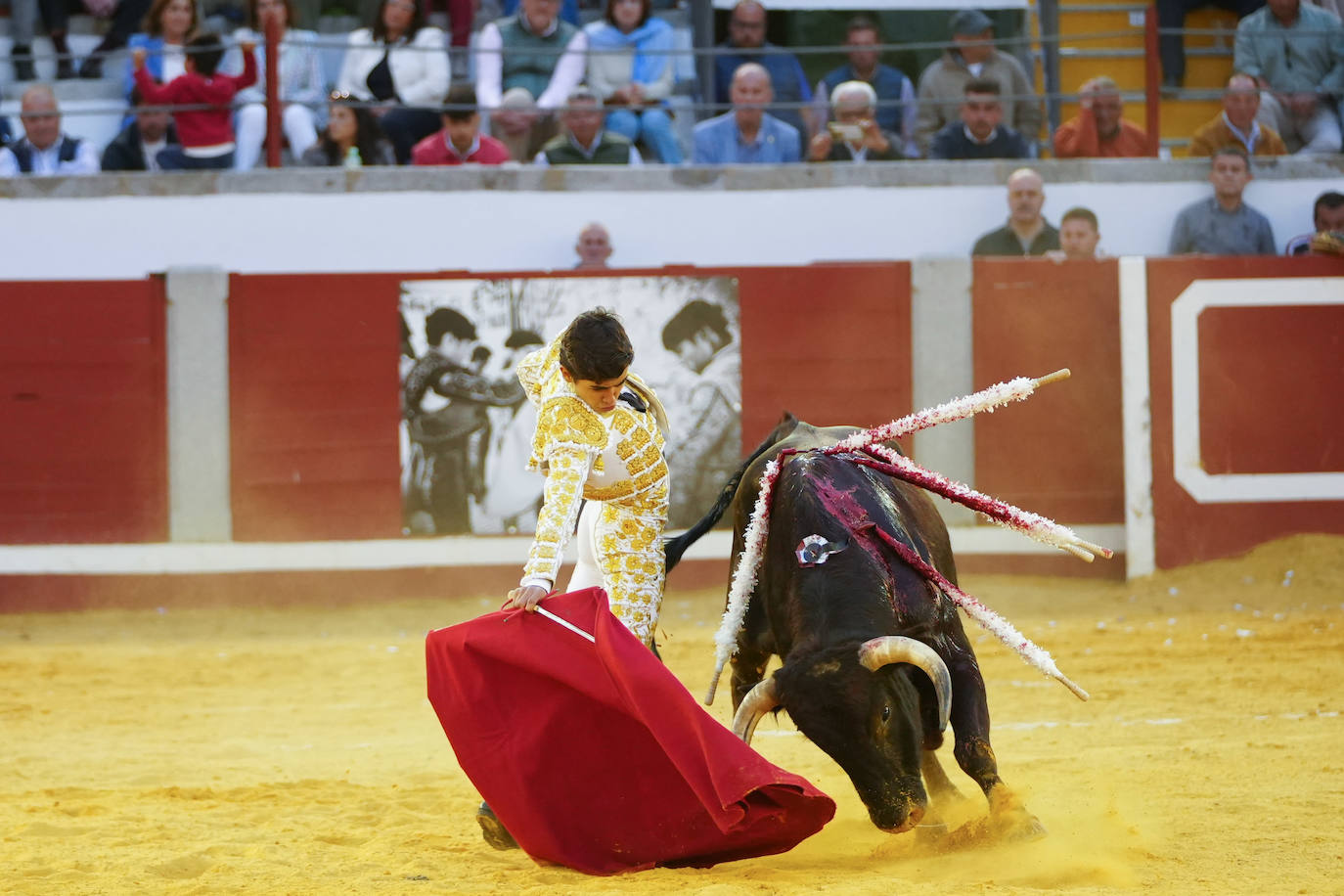 Toros | Las mejores imágenes del nuevo triunfo de Román en Pozoblanco