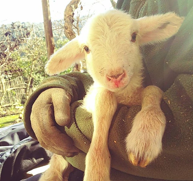 Cordero perteneciente al proyecto pionero