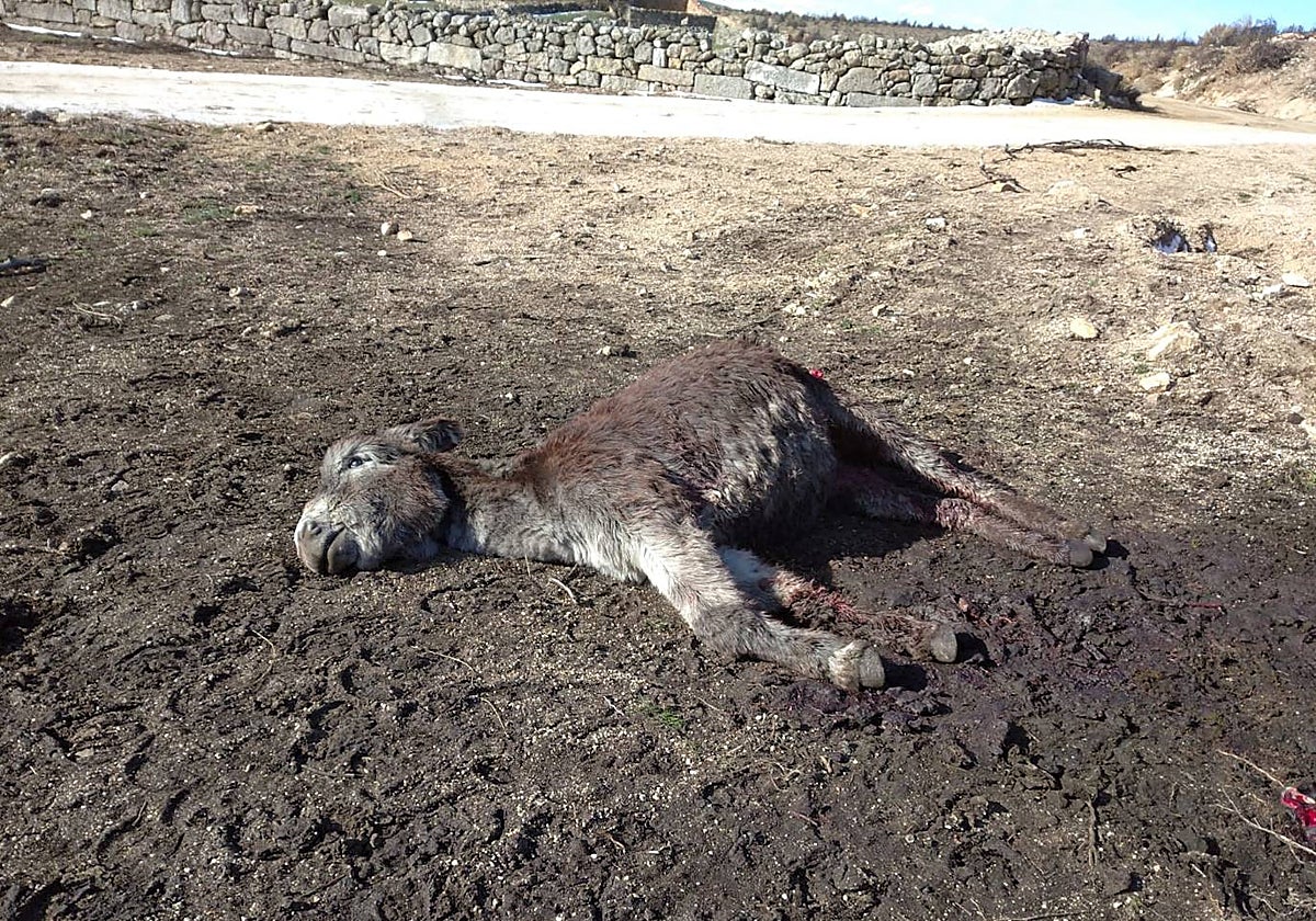 Res muerta en 2022 en la provincia de Ávila por un ataque de un lobo