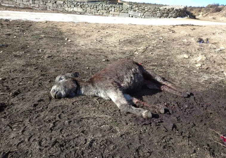 Récord de ataques de lobos: mataron más de 5.000 cabezas de ganado el año pasado en Castilla y León