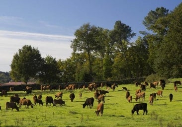 La producción ecológica y el viñedo de secano, los más beneficiados de 232,7 millones de Agricultura hasta 2027