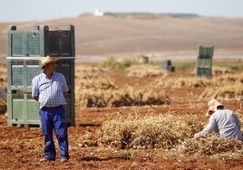 El sector del ajo de Córdoba afronta la campaña con un 40% menos de superficie