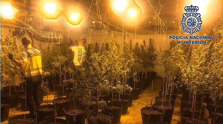 Descubren una plantación de crecimiento acelerado de marihuana en una nave industrial de Gandía y detienen a tres traficantes
