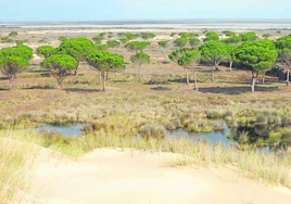 El CSIC alerta del «estado crítico» de las lagunas de Doñana