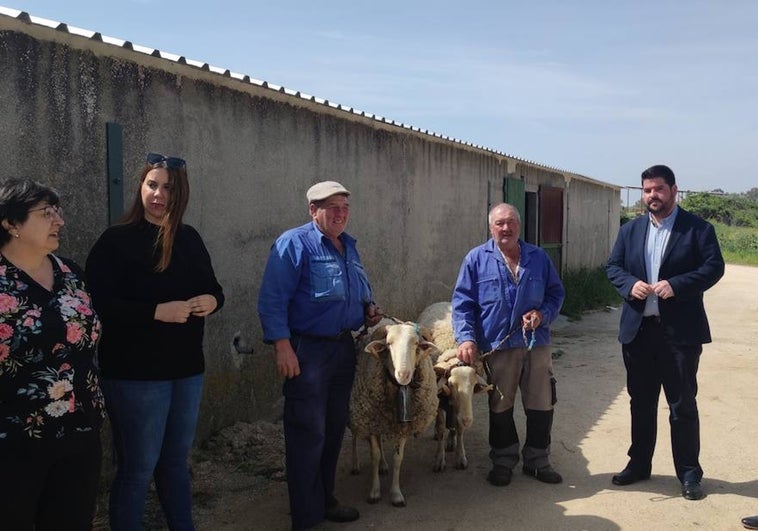 Los carneros 'Pajarito' y 'Blanco' ya están preparados para el Gran Cortejo de Mondas