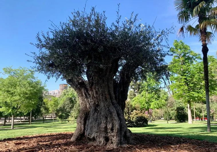 Un olivo de 627 años, el nuevo 'abuelo' del parque de El Retiro