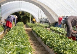 Luz verde a la norma que ordena el regadío junto a Doñana en el Parlamento andaluz