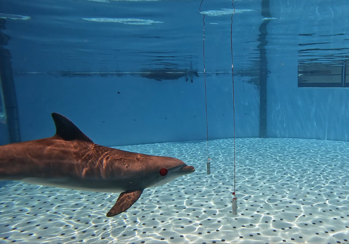 Delfines durante la realización del estudio en el zoológico tinerfeño