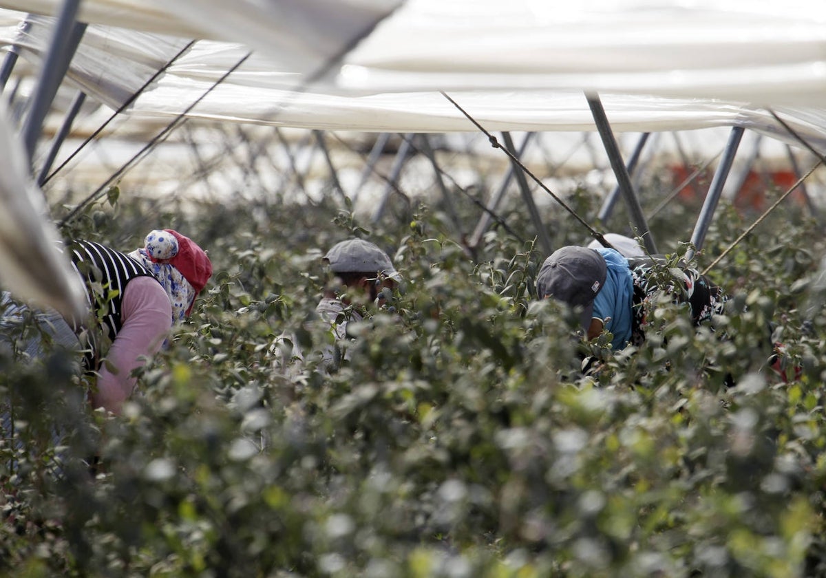 Trabajadores en una explotación de fruto rojo en Lucena