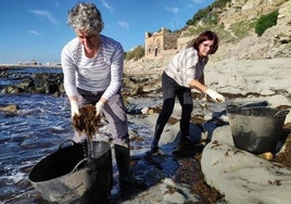 Alga asiática para viñedos y alcornoques en Andalucía